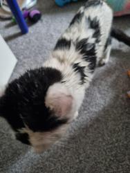 Reunited Male Cat last seen Pendeford, Pendeford, England 
