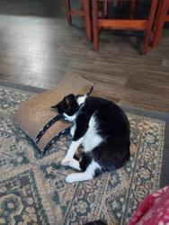 Lost Male Cat last seen jefferson & 23 Mile, New Baltimore, MI 48047