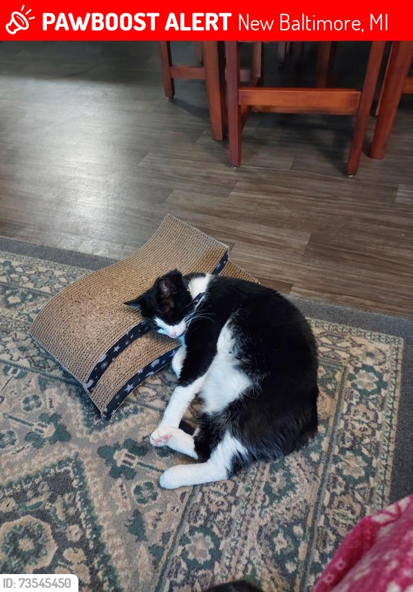 Lost Male Cat last seen jefferson & 23 Mile, New Baltimore, MI 48047