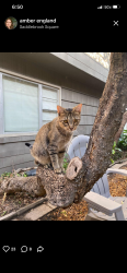 Lost Male Cat last seen Memorial drive and international blvd, Houston, TX 77024