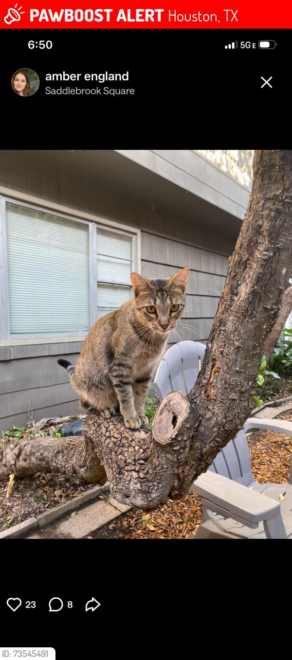 Lost Male Cat last seen Memorial drive and international blvd, Houston, TX 77024