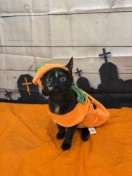 Lost Female Cat last seen Nearest North Pierce Avenue, Metairie, LA 70003