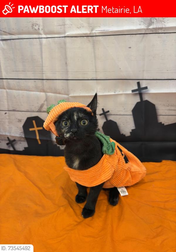 Lost Female Cat last seen Nearest North Pierce Avenue, Metairie, LA 70003