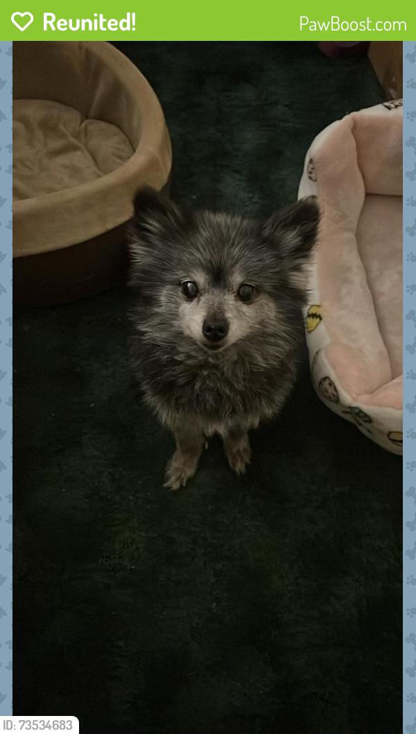 Reunited Female Dog last seen Near E Crestone Ave, South Salt Lake, UT 84115, USA, South Salt Lake, UT 84115