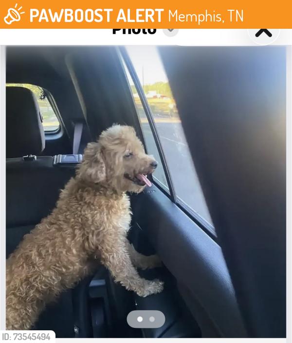Found/Stray Unknown Dog last seen James rd and old Allen, Memphis, TN 38128