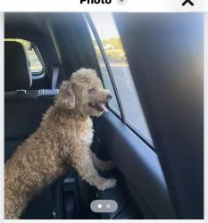 Found/Stray Unknown Dog last seen James rd and old Allen, Memphis, TN 38128