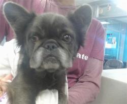 Shelter Stray Female Dog last seen 22ND ST/CLASSEN OKC, 2811 SE 29th St, Oklahoma City, OK 73129, USA