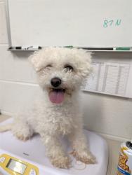 Shelter Stray Female Dog last seen OFALLON, 4850 Mid Rivers Mall Dr, St Peters, MO 63376, USA