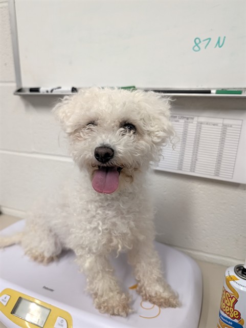 Shelter Stray Female Dog last seen OFALLON, 4850 Mid Rivers Mall Dr, St Peters, MO 63376, USA
