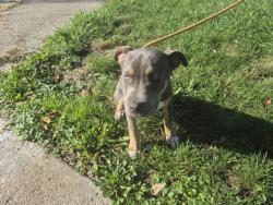 Shelter Stray Male Dog last seen Near BLOCK GRAYTON ST, DETROIT, MI, 1431 E Ferry St, Detroit, MI 48211, USA