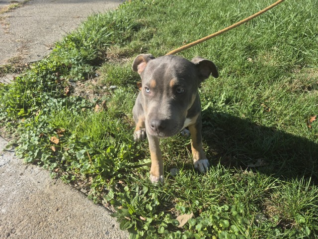 Shelter Stray Male Dog last seen Near BLOCK GRAYTON ST, DETROIT, MI, 1431 E Ferry St, Detroit, MI 48211, USA