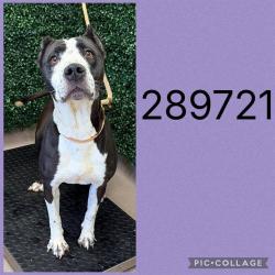 Shelter Stray Female Dog last seen TRAVIS BLVD, 4214 Fulton Mill Rd, Macon, GA 31216, USA