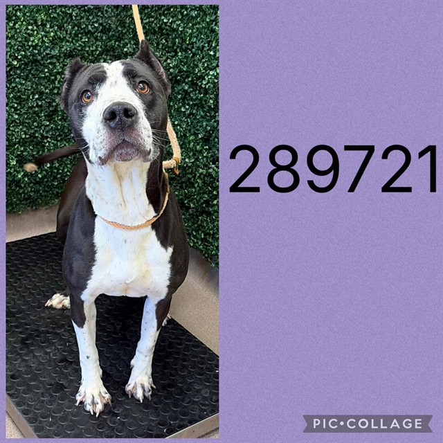Shelter Stray Female Dog last seen TRAVIS BLVD, 4214 Fulton Mill Rd, Macon, GA 31216, USA