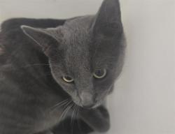 Shelter Stray Male Cat last seen Near BLOCK DAWSON ST, AURORA CO 80011 6913, 2080 S Quebec St, Denver, CO 80231, USA