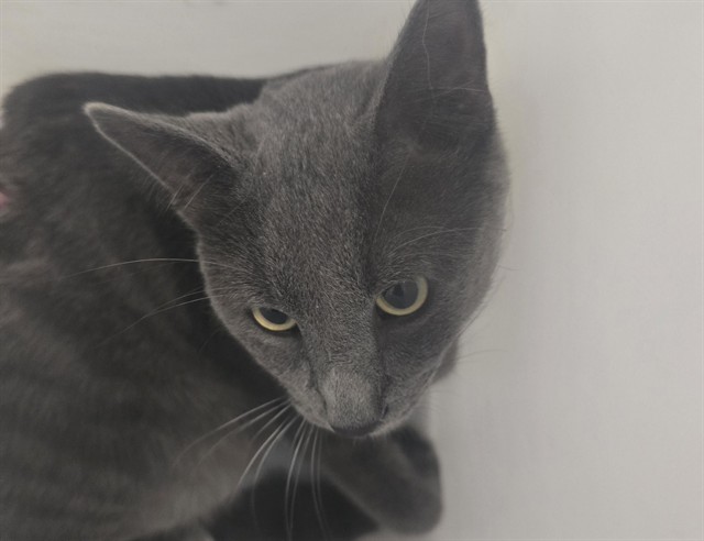 Shelter Stray Male Cat last seen Near BLOCK DAWSON ST, AURORA CO 80011 6913, 2080 S Quebec St, Denver, CO 80231, USA