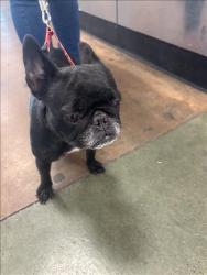 Shelter Stray Female Dog last seen , 14409 Vanowen St, Van Nuys, CA 91405, USA