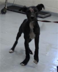 Shelter Stray Male Dog last seen Near BLOCK LOTTIE ST, SPRING LAKE NC 28390, 4704 Corporation Dr, Fayetteville, NC 28306, USA