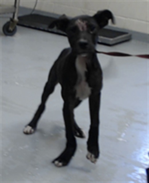 Shelter Stray Male Dog last seen Near BLOCK LOTTIE ST, SPRING LAKE NC 28390, 4704 Corporation Dr, Fayetteville, NC 28306, USA