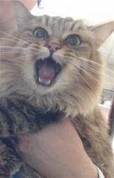 Shelter Stray Female Cat last seen Near BLOCK MORLEY DR, FAYETTEVILLE NC 28314, 4704 Corporation Dr, Fayetteville, NC 28306, USA
