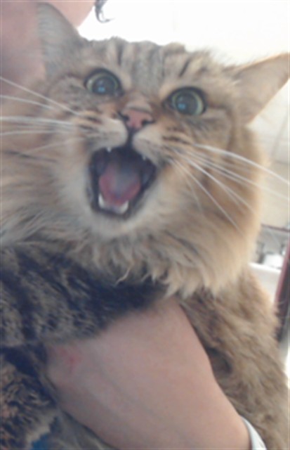 Shelter Stray Female Cat last seen Near BLOCK MORLEY DR, FAYETTEVILLE NC 28314, 4704 Corporation Dr, Fayetteville, NC 28306, USA