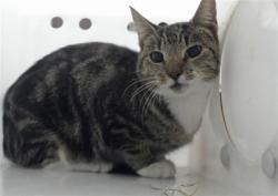 Shelter Stray Female Cat last seen Near BLOCK OSCEOLA DR, FAYETTEVILLE NC 28301, 4704 Corporation Dr, Fayetteville, NC 28306, USA