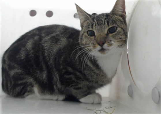 Shelter Stray Female Cat last seen Near BLOCK OSCEOLA DR, FAYETTEVILLE NC 28301, 4704 Corporation Dr, Fayetteville, NC 28306, USA
