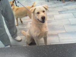 Shelter Stray Male Dog last seen CHARLOTTE, 8315 Byrum Dr, Charlotte, NC 28217, USA