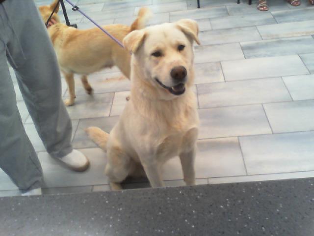 Shelter Stray Male Dog last seen CHARLOTTE, 8315 Byrum Dr, Charlotte, NC 28217, USA