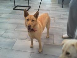 Shelter Stray Female Dog last seen CHARLOTTE, 8315 Byrum Dr, Charlotte, NC 28217, USA
