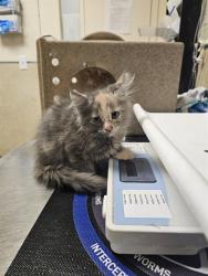 Shelter Stray Female Cat last seen Near BLOCK FONT AVE, JURUPA VALLEY CA 92509, 6851 Van Buren Boulevard, Jurupa Valley, CA 92509, USA