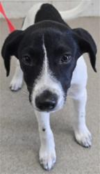 Shelter Stray Female Dog last seen TAMARIND X PINE AVE, 333 Chandler Pl, San Bernardino, CA 92408, USA