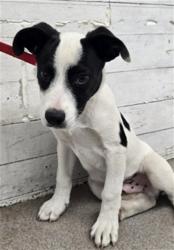 Shelter Stray Male Dog last seen TAMARIND X PINE AVE, 333 Chandler Pl, San Bernardino, CA 92408, USA