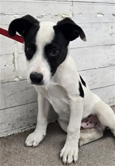 Shelter Stray Male Dog last seen TAMARIND X PINE AVE, 333 Chandler Pl, San Bernardino, CA 92408, USA