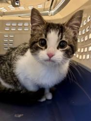 Shelter Stray Female Cat last seen Near BLOCK W ALICE WAY, 4522 W 3500 S, West Valley City, UT 84120, USA