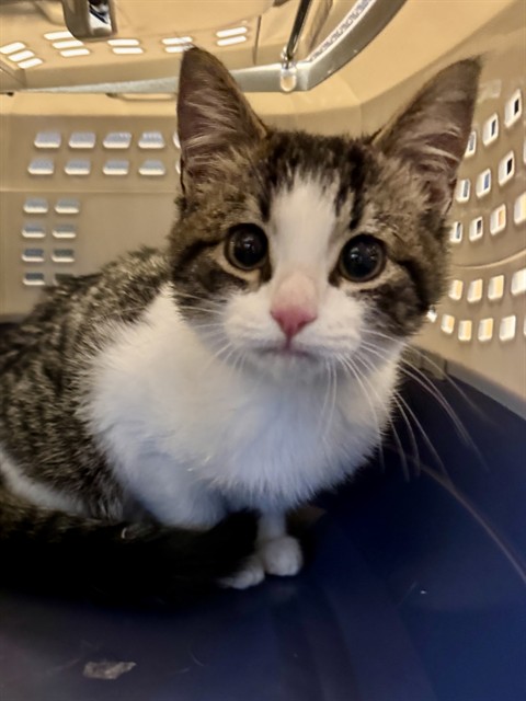 Shelter Stray Female Cat last seen Near BLOCK W ALICE WAY, 4522 W 3500 S, West Valley City, UT 84120, USA
