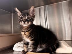 Shelter Stray Male Cat last seen SM FREEWAY / 4TH, 1640 9th St, Santa Monica, CA 90404, USA