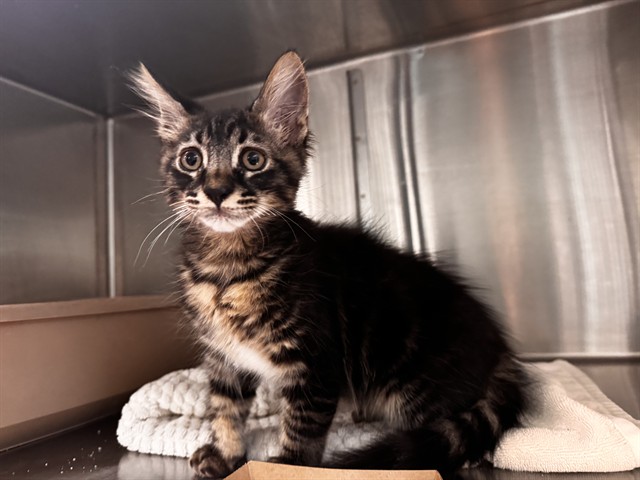Shelter Stray Male Cat last seen SM FREEWAY / 4TH, 1640 9th St, Santa Monica, CA 90404, USA