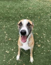 Shelter Stray Male Dog last seen , West Valley Animal Shelter, 20655 Plummer St, Chatsworth, CA 91311, USA