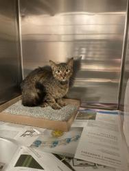 Shelter Stray Unknown Cat last seen Near BLOCK OF VITA,63123, 10521 Baur Blvd, Olivette, MO 63132, USA