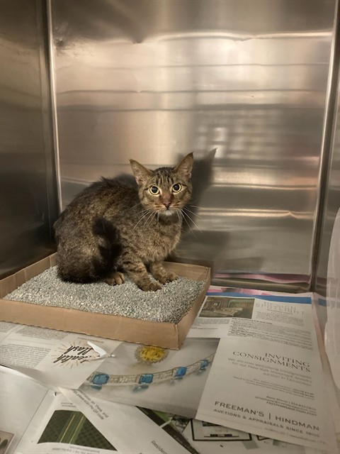 Shelter Stray Unknown Cat last seen Near BLOCK OF VITA,63123, 10521 Baur Blvd, Olivette, MO 63132, USA