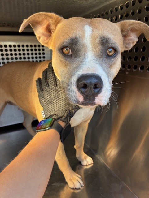 Shelter Stray Female Dog last seen N 51ST AVE AND W INDIAN SCHOOL RD, 2500 S 27th Ave, Phoenix, AZ 85009, USA