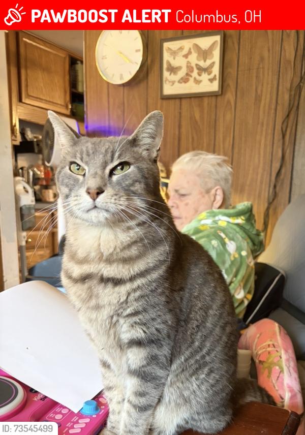 Lost Male Cat last seen Harbor and Noe Bixby, Columbus, OH 43232