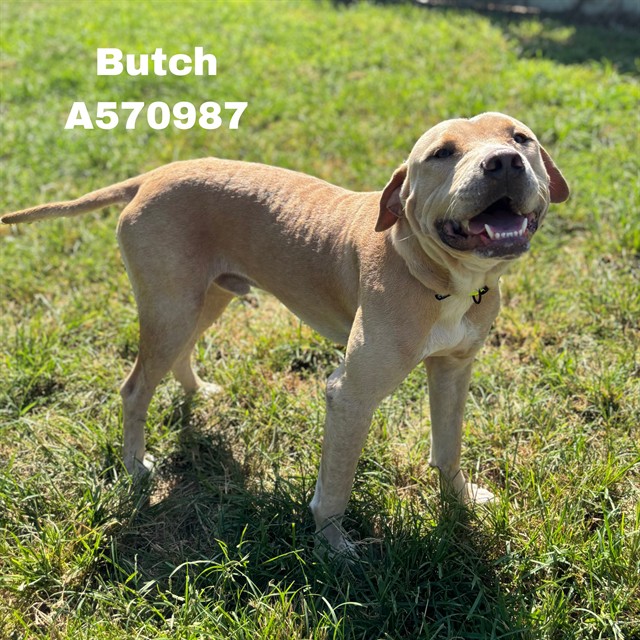 Shelter Stray Male Dog last seen MAGNOLIA DR, 4950 SW Triana Blvd, Huntsville, AL 35805, USA