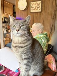 Lost Male Cat last seen Harbor and Noe Bixby, Columbus, OH 43232