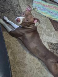 Found/Stray Female Dog last seen Bellaire/Bissonet, Houston, TX 77071