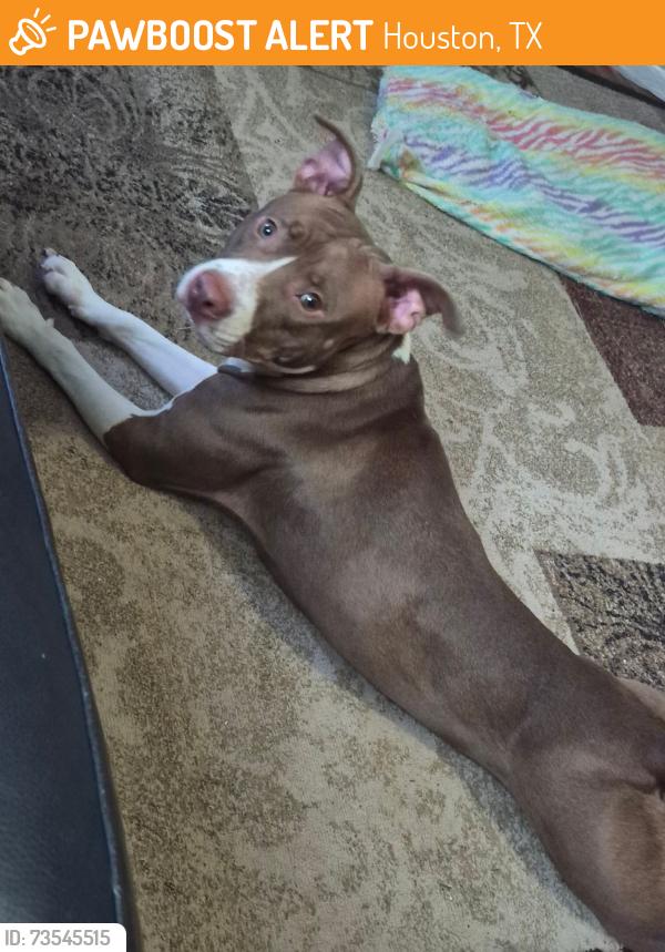 Found/Stray Female Dog last seen Bellaire/Bissonet, Houston, TX 77071