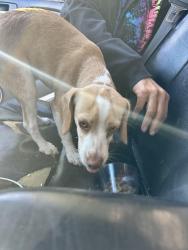Found/Stray Female Dog last seen Sycamore & Cochran, Simi Valley, CA 93065