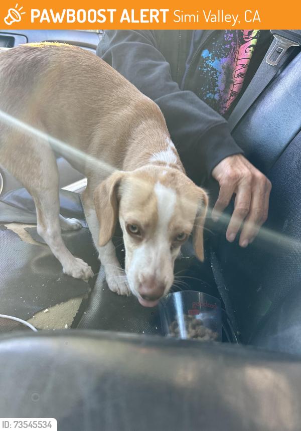 Found/Stray Female Dog last seen Sycamore & Cochran, Simi Valley, CA 93065