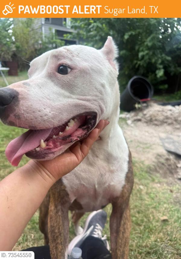 Found/Stray Female Dog last seen Sugarland area, Sugar Land, TX 77479
