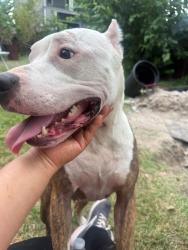 Found/Stray Female Dog last seen Sugarland area, Sugar Land, TX 77479